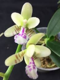 Image result for Seidelia