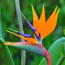 Shop Garden Plant Seeds Flower Seeds Fruit Seeds Vegetable Seeds With Wholesale Price Birds Of Paradise Flower Birds Of Paradise Plant Flower Seeds