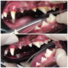Calendula flower can gently heal any wound and infections. How To Reverse Gingivitis In Dogs Arxiusarquitectura