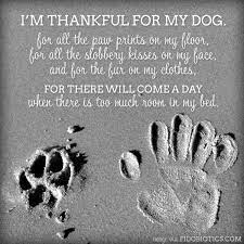 But if you are talking about tracks or tracking, then pawprints would fit. Pin On A Bit 0f Comfort After The Loss Of My Beloved Pet Prince