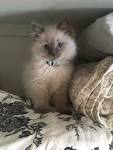 Ragdoll Kittens for Sale Near Me | Buy Ragdoll Kitten