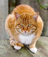 One way many pet owners do it is to look for a name that goes with your cat's physical characteristic such as his coat color. Orange Cat Names 169 Amazing Names For Ginger Kittens
