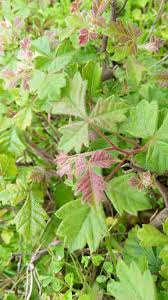 Image result for Searsia dentata