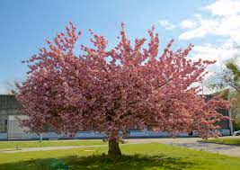 Trova una vasta selezione di fiori albero natale a decorazioni per albero di natale a prezzi vantaggiosi su ebay. Gli Alberi Per Il Giardino