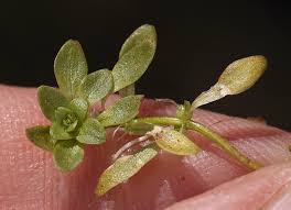 Image result for Callitriche