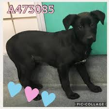 Labrador Retriever Dog For Adoption In San Antonio Tx Adn 824307 On Puppyfinder Com Gender Female Age Baby Labrador Retriever Dog Adoption Labrador