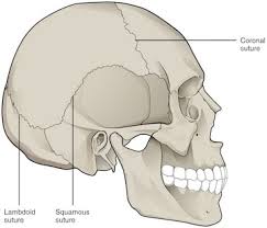 Human Skeletal System