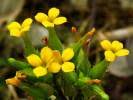 Image result for Kalanchoe hametiorum