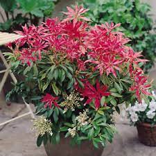 Hardy flowering shrubs for pots. 1 X Pieris Forest Flame Evergreen Shrub Hardy Garden Plant In Pot Ebay