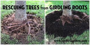 No visible root flare at soil surface. Rescuing Trees From Girdling Roots Spotts Garden Service