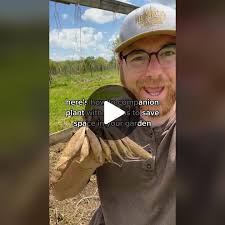 Companion Planting Guide for Dahlias: Goatsbeard and More