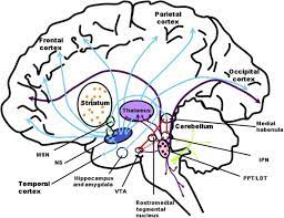 Smoking Effects In The Human Nervous System Sciencedirect