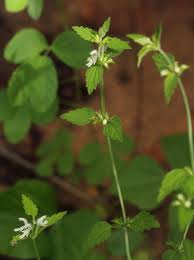 Image result for Leucas glabrata