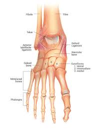 A joint is an area where 2 or more bones are in contact with each other. Why Ankle Pain Treatments Chronic Ankle Pain Ankle Joint Pain