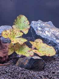 Image result for Nymphaea lotus