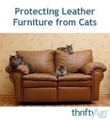 Protecting Leather Furniture From Cats Leather Furniture Cat Scratching Furniture Furniture Scratches