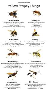 Punch Boredom In The Throat With These 38 Randoms Bee Bee Facts Carpenter Bee