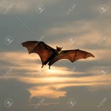 コウモリの飛行の写真素材・画像素材 Image 63714643