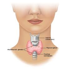 If your thyroid doesn't make enough hormones, you have hypothyroidism. What Your Tongue Says About Your Thyroid