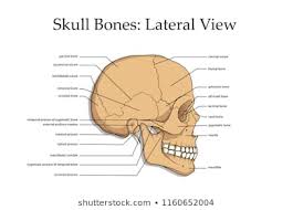 Human Skull Anatomy Images Stock Photos Vectors