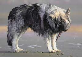 Pin By Design Milk On Design Milk Pets American Alsatian Dog Breeds Wolf Dog