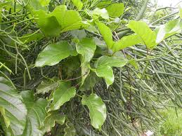 Image result for Mondia whitei