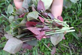We did not find results for: Using Japanese Knotweed For Food And Medicine