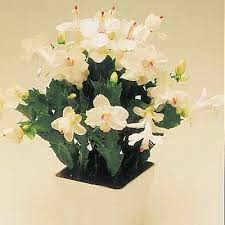 Merchandise photo was not a reasonable representation of what i received. Yellow Holiday Cactus Direct Gardening