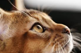 To confirm that the abyssinian cat is right for you, your lifestyle and home environment, do take a look at the abyssinian cat breed profile for information related to the breed, its characteristics, personality and much more. How Much Does A Abyssinian Cat Cost Abyssiniancat Org
