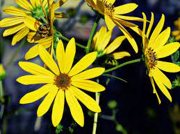 Pin On Gardening