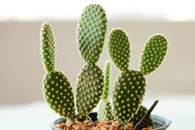 Cactus do need very less water and more sunlight. 23 Of My Favorite Indoor Cactus Plants And Types Photos Cactus Types Indoor Cactus Plants Opuntia Microdasys