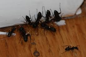 Carpenter ants are very abundant in ontario and are common pests in homes, cottages and businesses. Mice Large Brown Ants In House