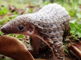 Dec 14, 2016 · pangolin is a name derived from the malay word pengguling, which means rolling over.. Pin By Sevienglacelle On Pets Baby Pangolin Baby Animals Animals