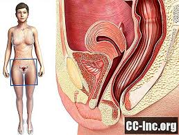Saluran kencing bawah yang terdiri daripada pundi kencing dan urehtra (tiub yang ini kerana urethra wanita adalah lebih pendek berbanding lelaki. Fungsi Urologi Dan Anatomi Seksual Pada Wanita Ubat 2021