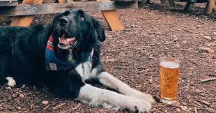 Learn more about our journey. 54 Dog Friendly Bars And Restaurants In Austin Texas