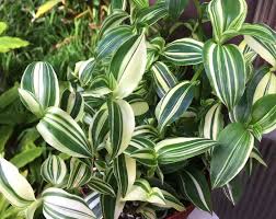 Image result for Tradescantia