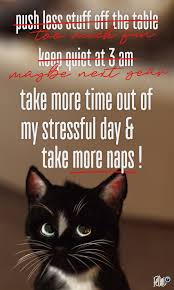 New Year Resolutions What Are Your Cat S Resolutions This Year Resolutions N Cat Lover Quote Cute Animals With Funny Captions Funny Animals With Captions