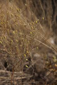 Image result for Pegolettia senegalensis