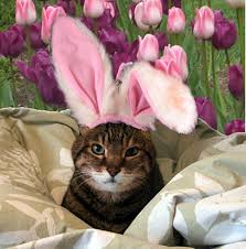 Pin By Leslie Domenici On Easter Easter Cats Easter Pets Cats