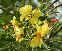 Image result for Parkinsonia aculeata