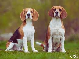 Image result for bígl