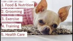 Chihuahua 101 Feeding Grooming Training Health Care Of Chihuahua Youtube
