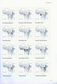 Image result for Centrostigma