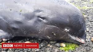 Mimpi ikan lumba lumba pada dasar nya melambangkan hubungan misterius antara alam bawah sadar pikiran manusia dengan simbol petunjuk bagi kehidupan si pemimpi. Warga Marah Setelah 17 Lumba Lumba Mati Terdampar Di Pantai Mauritius Benarkah Karena Tumpahan Minyak Bbc News Indonesia