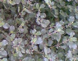 Image result for Boerhavia diffusa
