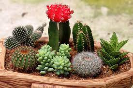 Su capacidad para resistir ante grandes períodos de sequía así como su imagen tan si, por otra parte, te gustan los retos y te animas a hacerlo, en breve publicaremos una entrada en la que detallaremos paso a paso y con fotos todo el. Los Cactus Y Sus Cuidados En Interiores