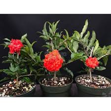 Image result for Punicaceae