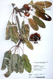 Maybe you would like to learn more about one of these? Herbarium Definition And Synonyms Of Herbarium In The German Dictionary