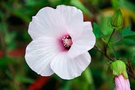 Image result for Hibiscus ludwigii