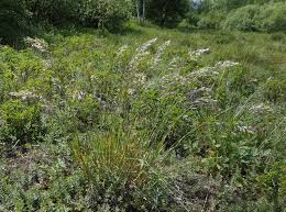 Image result for Danthoniopsis pruinosa